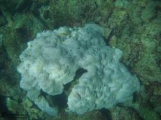 Coral - Underwater Galapagos 2010 -DSCN5715 Coral - Underwater Galapagos 2010 -DSCN5715